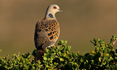 Eurasian Turtle-dove