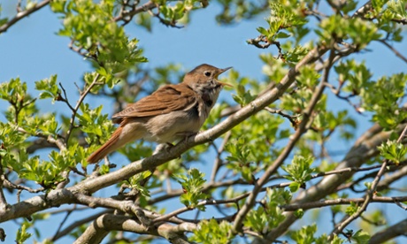 A nightingale in song. Nightingales and other species are under threat from rising deer numbers.