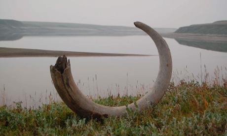 A mammoth tusk on the Logata river in Taimyr, Russia – one of the extinct giants of the ice age.
