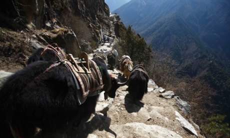 Yaks head towards the Everest base camp in Solukhumbu. Nepali guides can earn around $8,000 (£5,000) each season.