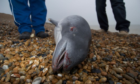Dead harbour porpoise washed up on Kent