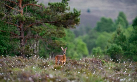 Roe deer doe in the Scottish Highlands