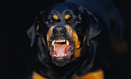 A rottweiler dog bares its teeth