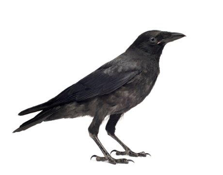 Young Carrion Crow (Corvus corone) in front of a white background.