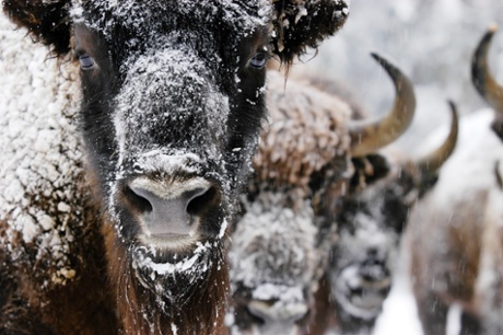 Wildlife Photographer of the Year 2004Winner in Gerald Durrell Award for Endangered Wildlife category uropean Bison by Klaus NiggeCurious bison (Bison bonasus)Bialowieza forestpolandFebruary 2003