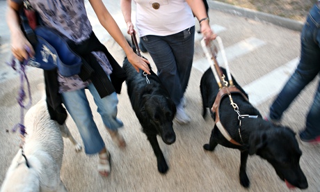 Guide dogs