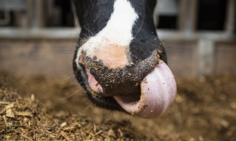 Bakers Dairy Farm in Haselbury