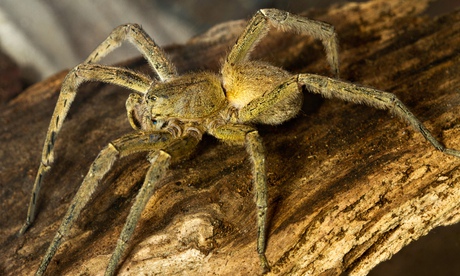 Brazilian wandering spider