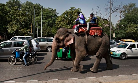 An elephant in the city