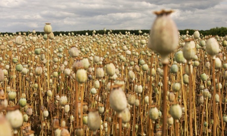 Commercial opium poppy crop.