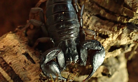 Yellow-tailed scorpion