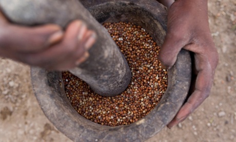 Teff … 'a healthy snack.'