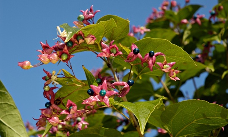Clerodendrum trichotomum var fargesii