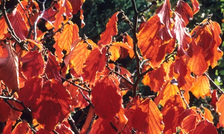 Hamamelis x intermedia ‘Hiltingbury’