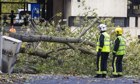 Fallen tree in Kensington