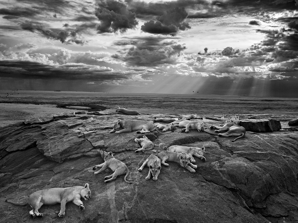 Leones en el Parque Nacional de Serengeti de Tanzania