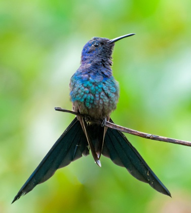 Swallow-tailed hummingbird, Eupetomena macroura