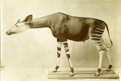 The okapi specimen that Percy Powell-Cotton gave to the Natural History Museum.