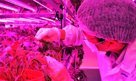 Panasonic indoor vegetable farm