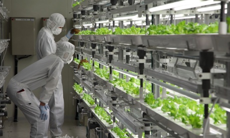 Fujitsu indoor farm.