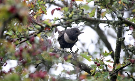 Ring ouzel on a branch