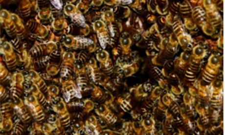Asian honey bees