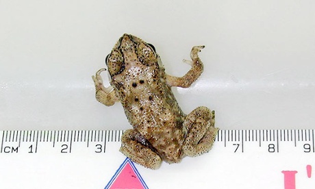 A black-spined toad.