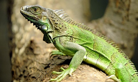 A green iguana