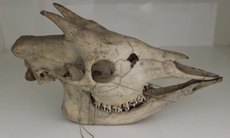 Percy Powell-Cotton’s okapi skull. Where is the rest? 