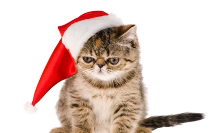 santa hat on cat