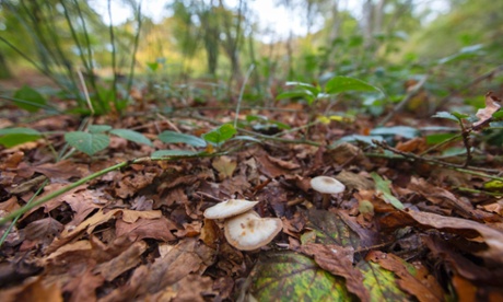 Fungus in Epping Forest.Saprotrophic funghi, a fungus that can be found in Epping Forest.