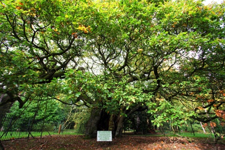 Woodland Trust top 10 trees:   Allerton Oak.