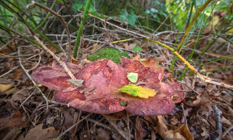 Fungus in Epping Forest : Beaf steak.