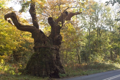 Woodland Trust  top 10 trees : Big Bellied Oak