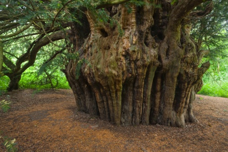 Ankerwycke or Magna Carta yew (Taxus baccata) near Runnymede, Windsor: 2,000 year old tree, witnessed signing of the Magna Carta in 1215, UK Woodland Trust top 10 trees