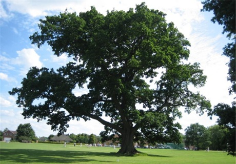 Woodland Trust top 10 trees : Ickwell Oak.