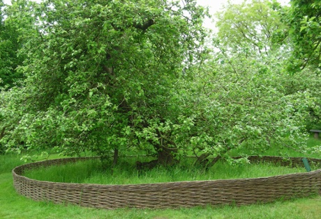 Woodland Trust top 10 trees : Newton's Apple Tree