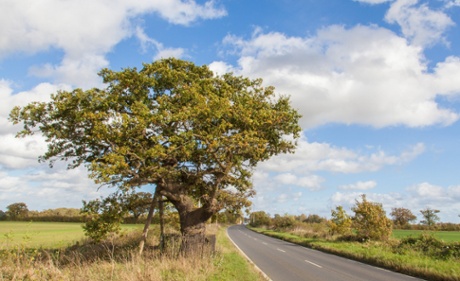 Woodland Trust top 10 trees : Kett's Oak.