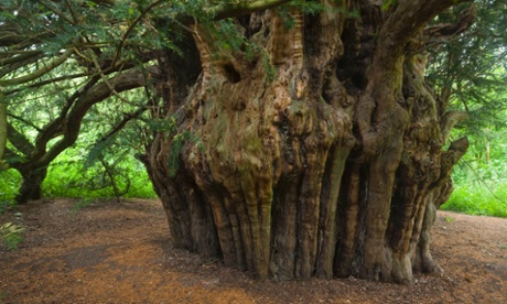 Woodland Trust top 10 trees in England : Ankerwycke or Magna Carta yew near Runnymede, Windsor