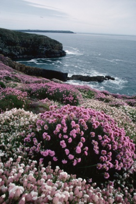 Skomer Island