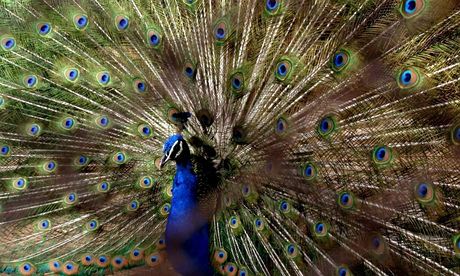 Peacock in dancing mood at Alipore zoo