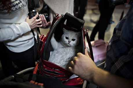 A cat in a transport bag at the World Cat Show, one of about 1,600 at the event, said to be the worl
