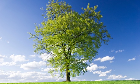 A beech tree