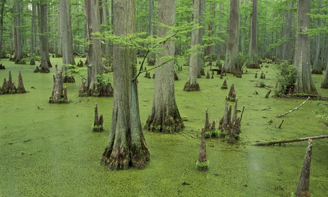 A swamp
