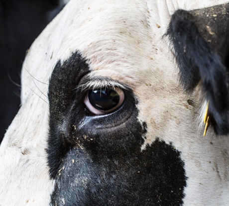 US Money cow eye farmers