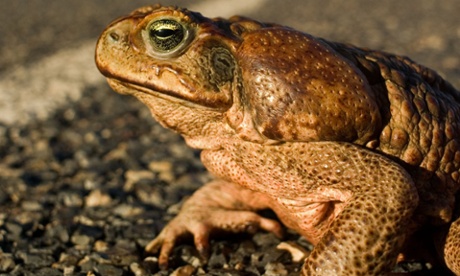 Cane toad