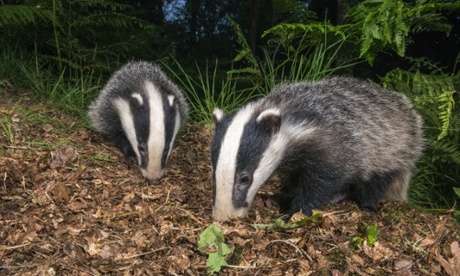 Badger cubs foraging in oak. The Badger Trust is challenging the government's badger cull policy