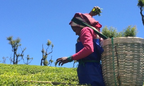 a tea picker
