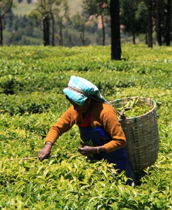 tea picker