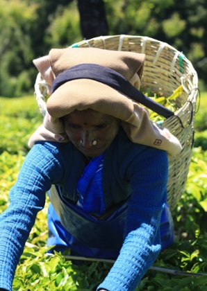 picking tea